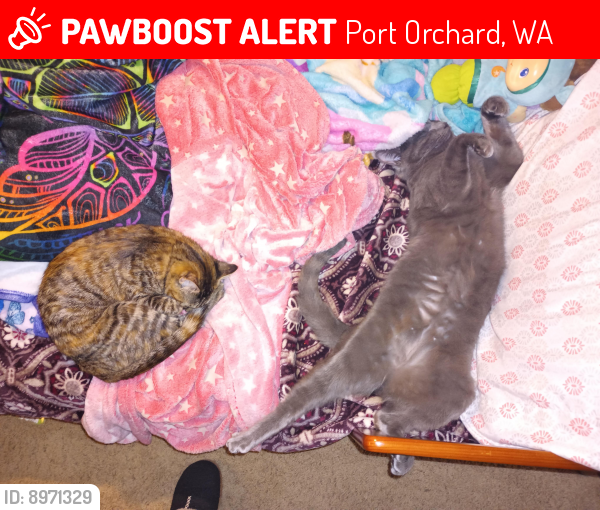 Lost Female Cat In Port Orchard Wa 98367 Named Mickey Id 8971329 Pawboost