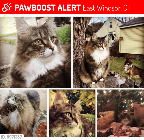 Lost Male Cat last seen Near , East Windsor, CT 06016