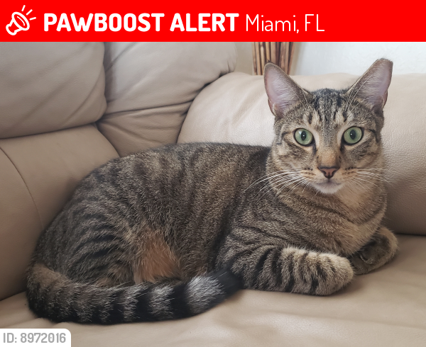 Lost Male Cat last seen VENETIAN ISLES / MURANO, Miami, FL 33185