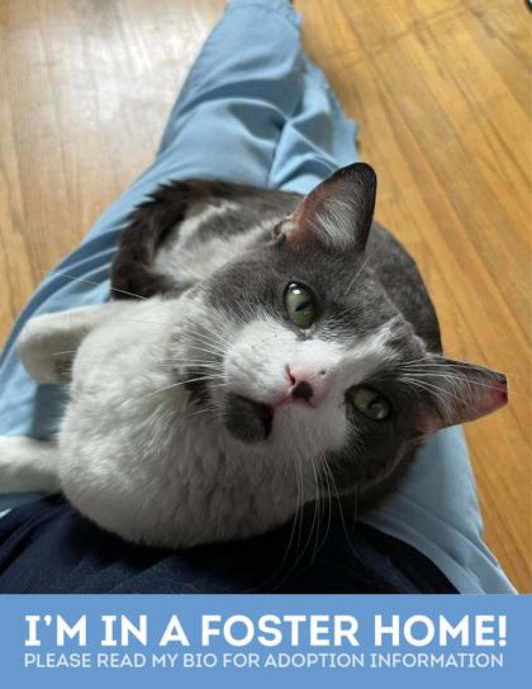 Shelter Stray Male Cat last seen Near Bel Air Rd, 21206, MD, Baltimore, MD 21230