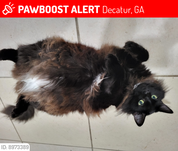 Lost Female Cat last seen Highland Pl, Decatur, GA 30035
