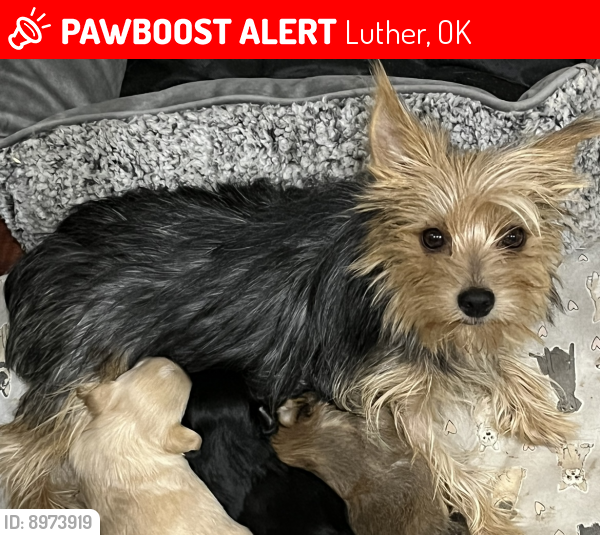 Lost Female Dog last seen Near E 930 Rd. Luther OK, Luther, OK 73054
