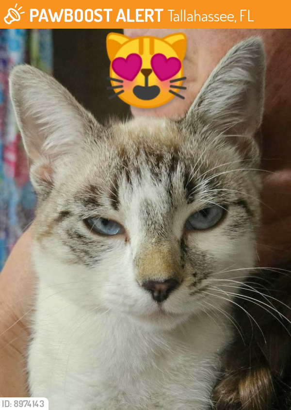 Tallahassee, FL Stray Female Cat Found Near Belle Vue and S Lipona Road