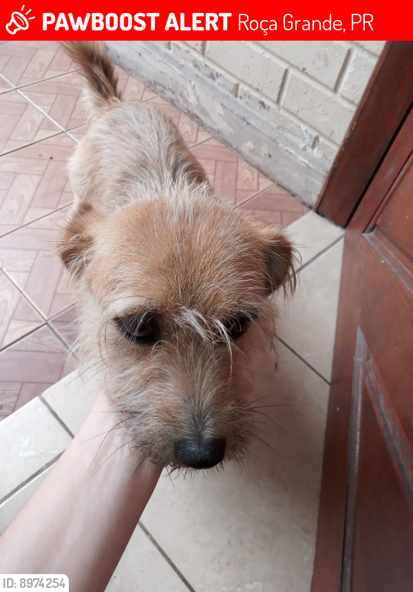 Lost Male Dog last seen Roça grande, Colombo PR , Roça Grande, PR 