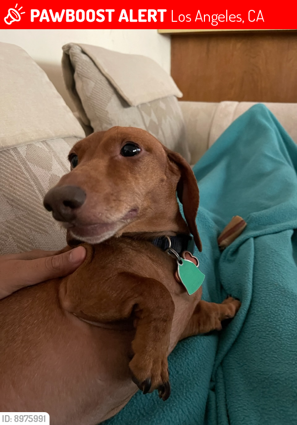 Lost Male Dog last seen Mullholland Drive and Cass Ave, Los Angeles, CA 91364