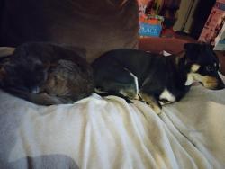 Reunited Male Cat last seen Telegraph , Downey, CA 90240
