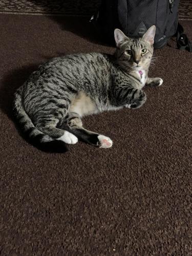 Lost Female Cat last seen Blaker Rd and Don Pedro Rd, Ceres, CA 95307