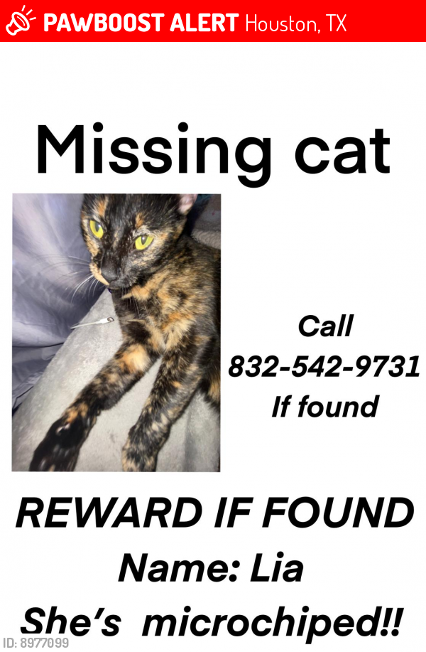 Houston, TX Lost Female Cat, Lia Is Missing | PawBoost