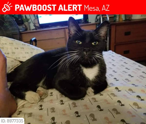 Lost Male Cat last seen Near Lincoln Elementary-Sirrine and Millett, Mesa, AZ 85210