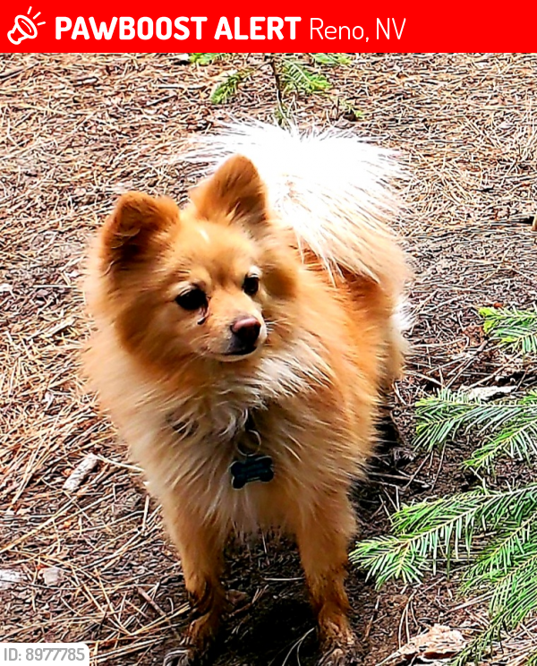 Lost Male Dog last seen Rio Poco and McCarren, Reno, NV 89502