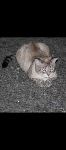 Lost Male Cat last seen Brinkley Drive and Randolph Street, Thomasville, NC 27360