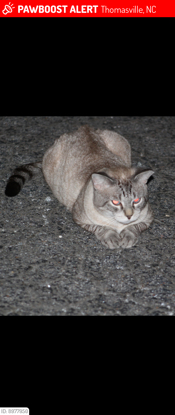 Lost Male Cat last seen Brinkley Drive and Randolph Street, Thomasville, NC 27360