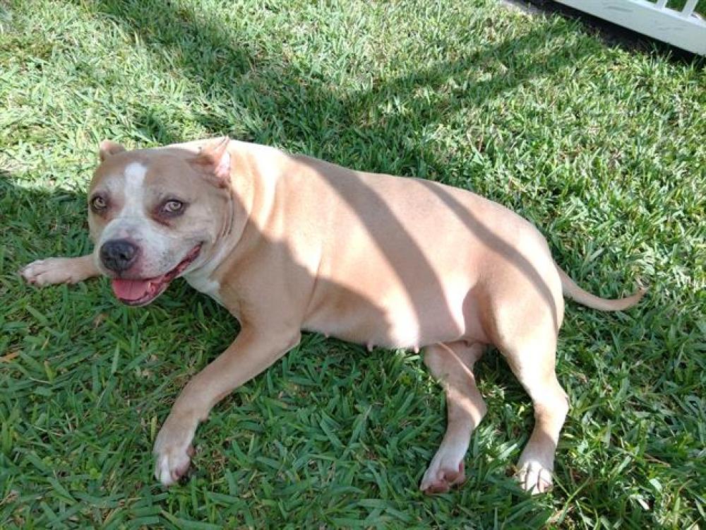 Shelter Stray Female Dog last seen Near BLOCK W WESTWOOD BLVD, TAMARAC FL 33321, Davie, FL 33312