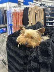 Reunited Female Dog last seen Douglas and Broadway, Redwood City, CA 94063