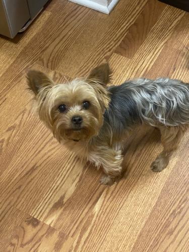 Lost Male Dog last seen Green and Cedar , University Heights, OH 44118