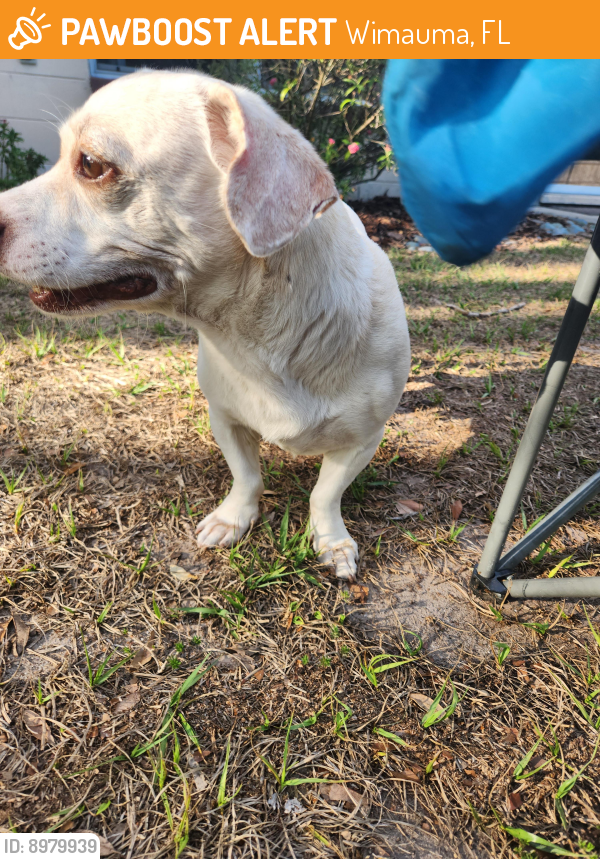 Wimauma, FL Stray Male Dog Found Near Lake Venice area PawBoost