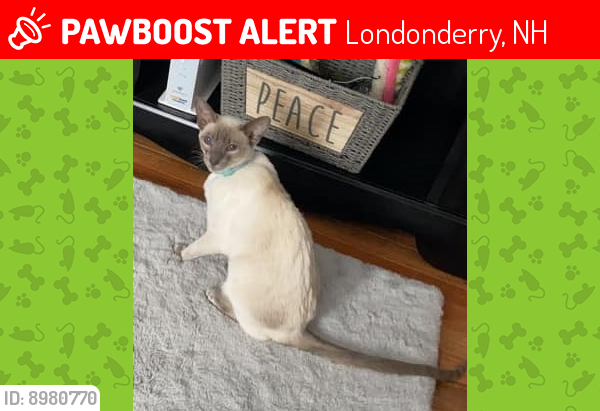 Lost Male Cat last seen Olde country village rd and mammoth rd londonderry nh, Londonderry, NH 03053