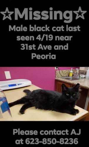 Lost Male Cat last seen 31st Ave and Cheryl Dr, Phoenix, AZ 85051
