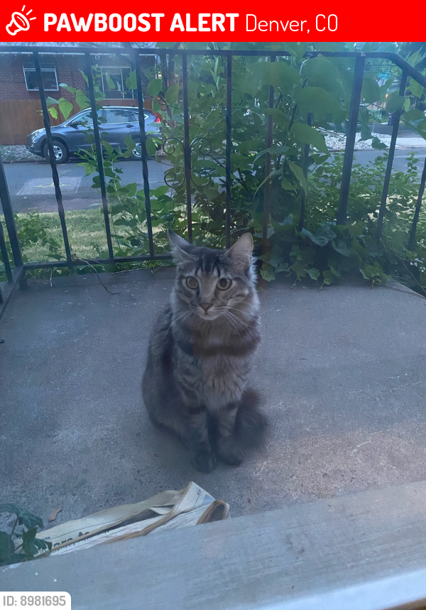 Lost Male Cat last seen 2nd and N.Grant Denver,CO 80203, Denver, CO 80203