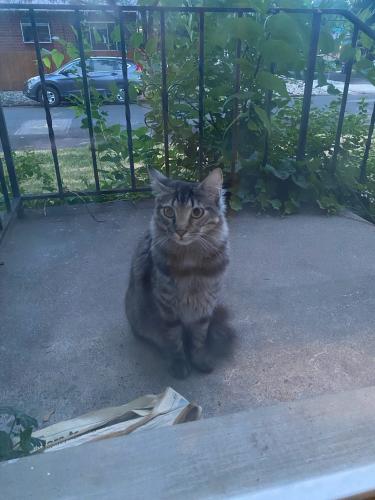 Lost Male Cat last seen 2nd and N.Grant Denver,CO 80203, Denver, CO 80203