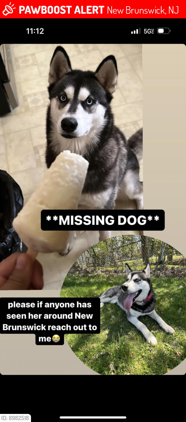 Lost Female Dog last seen New Brunswick , New Brunswick, NJ 08901