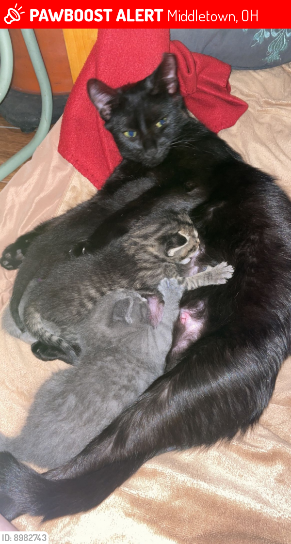 Middletown, OH Lost Female Cat, Toothless Is Missing | PawBoost