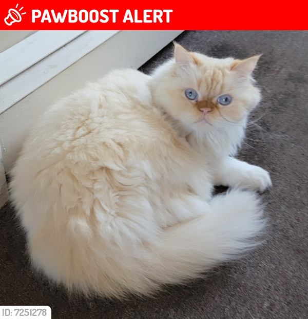 Lost Male Cat in Redford Charter Township, MI 48239 Named Ricky (ID