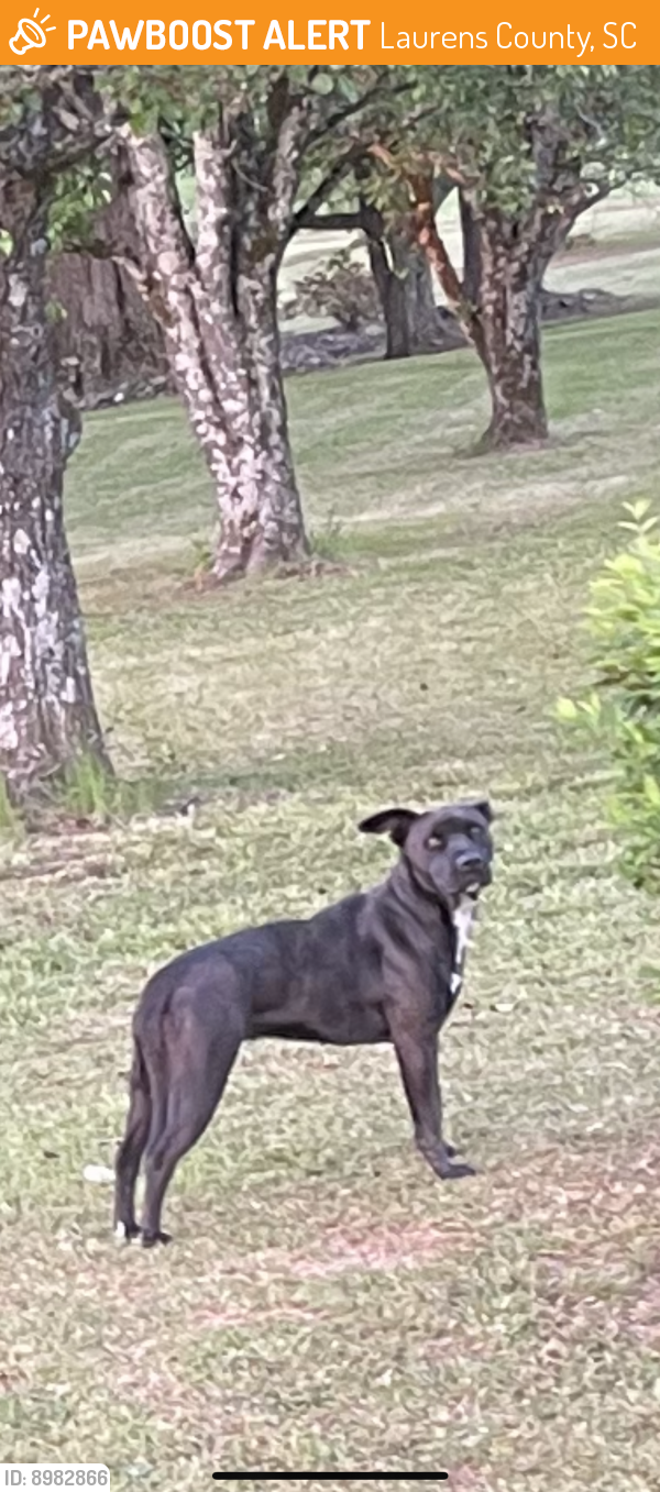 Found/Stray Female Dog last seen Garrett Rd. , Laurens County, SC 29335