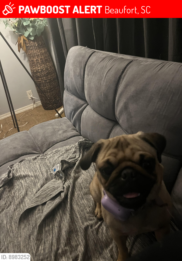 Beaufort, SC Lost Female Dog, Gwen Is Missing PawBoost