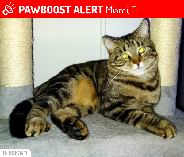 Lost Male Cat last seen Biscayne boulevard and NE 24th St , Miami, FL 33137