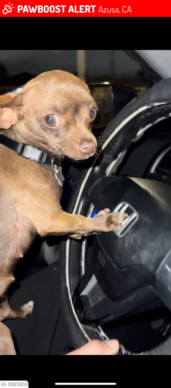 Lost Female Dog in Azusa, CA 91702 Named Lily Avila (ID 8983959