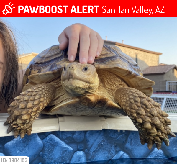 Lost Female Reptile last seen Hunt highway & Bella vista Johnson ranch , San Tan Valley, AZ 85143