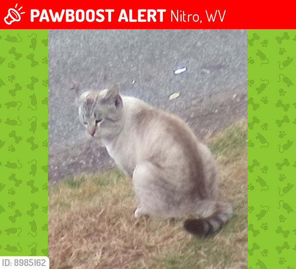 Lost Male Cat last seen Nitro wv , Nitro, WV 25143