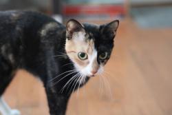 Lost Female Cat last seen Benjamin Franklin School, Norwalk, CT 06854