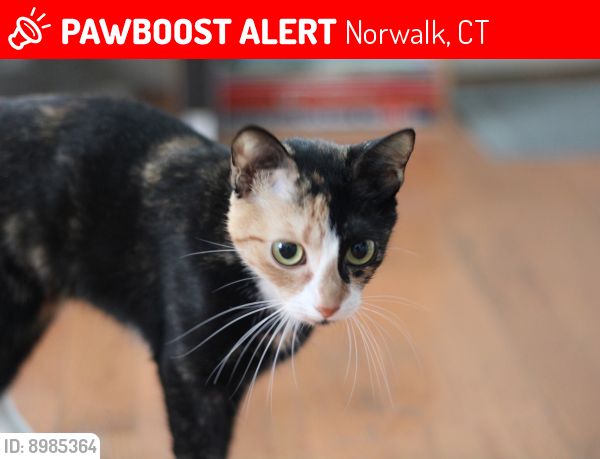 Lost Female Cat last seen Benjamin Franklin School, Norwalk, CT 06854