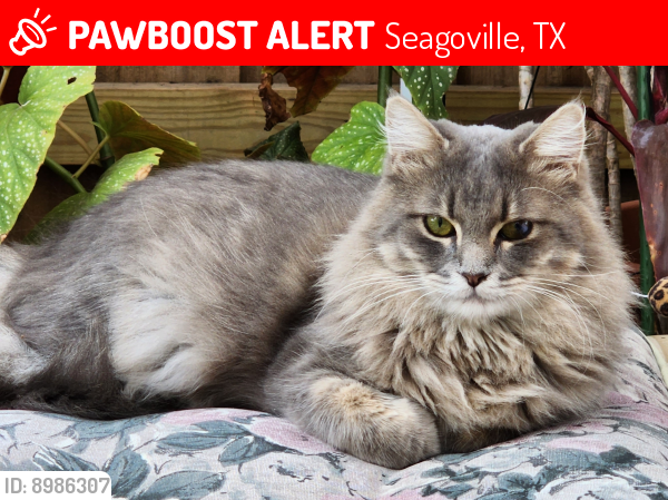 Lost Male Cat last seen Near Highland Dr. & Earl St., Seagoville, TX 75159