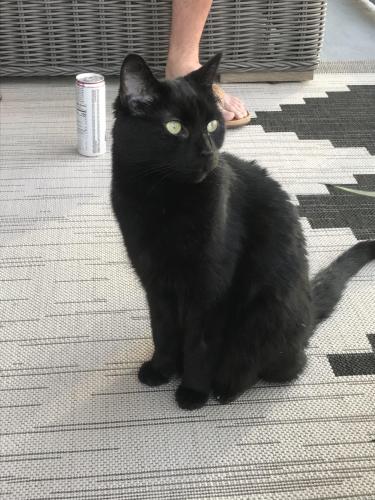 Lost Male Cat last seen All Saints Way, Trinity Rd, 54 HWY, Cary, NC 27513