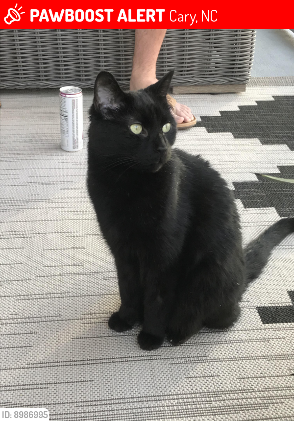 Lost Male Cat last seen All Saints Way, Trinity Rd, 54 HWY, Cary, NC 27513