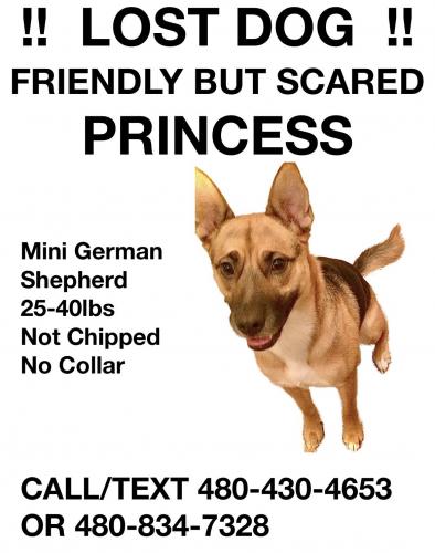 Lost Female Dog last seen Hunt Highway and Bella Vista San Tan Valley , San Tan Valley, AZ 85143