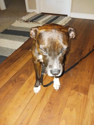 Found/Stray Female Dog last seen South Greenville sumter south carolina usa, Sumter, SC 29151