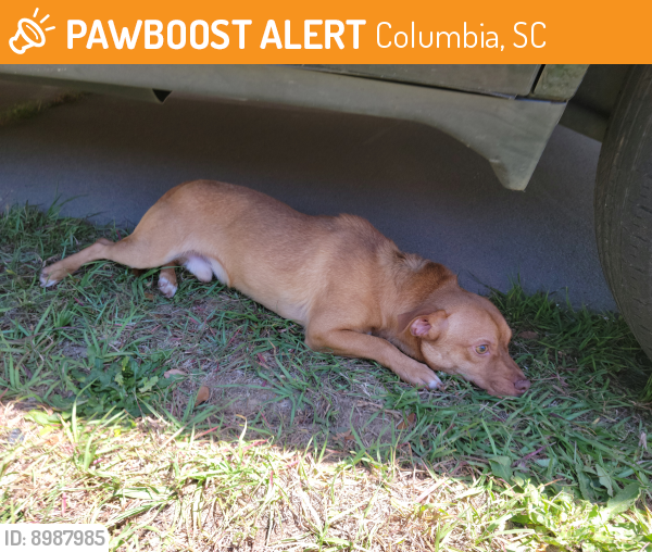 Found/Stray Unknown Dog last seen Allen's Mill Subdivision , Columbia, SC 29223
