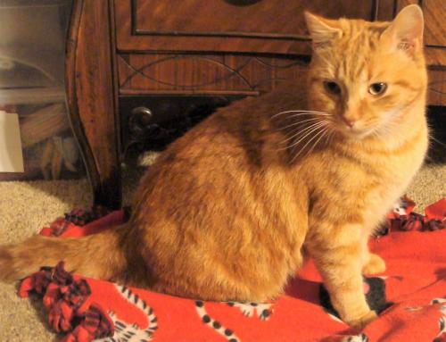Lost Male Cat last seen Emerald Hills Ln, Roscoe Rd, Macedonia Rd, Newnan, GA 30263