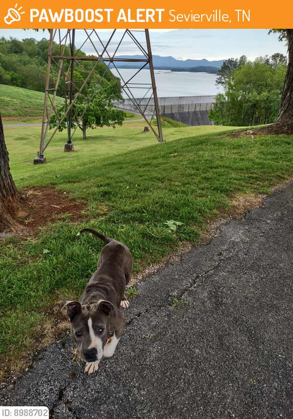 Sevierville, TN Stray Male Dog Found Near Sevier county animal care