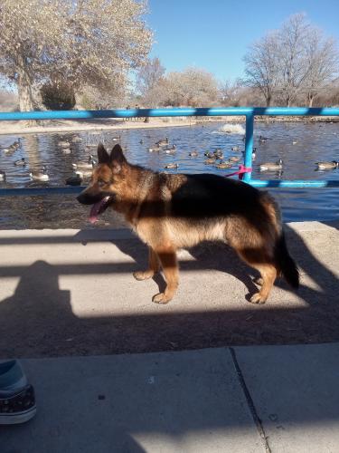 Lost Male Dog last seen Central and Eubank, Albuquerque, NM 87123