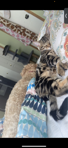 Lost Female Cat last seen Airdrie , Airdrie, AB T4B 0B7