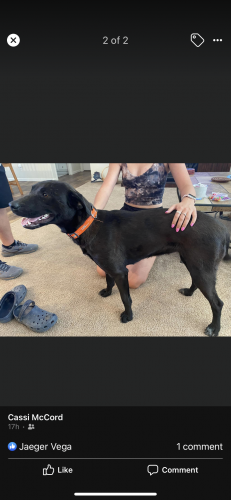 Found/Stray Female Dog last seen Gary rd and Gail rd , Pinal County, AZ 85142