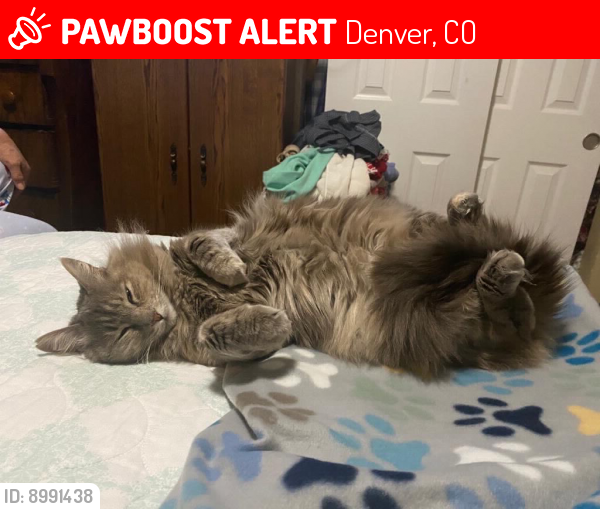 Denver, CO Lost Female Cat, Martina Is Missing | PawBoost