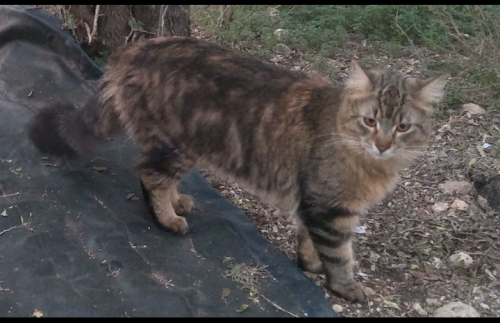 Lost Male Cat last seen Northwest Crossing, San Antonio TX , San Antonio, TX 78245