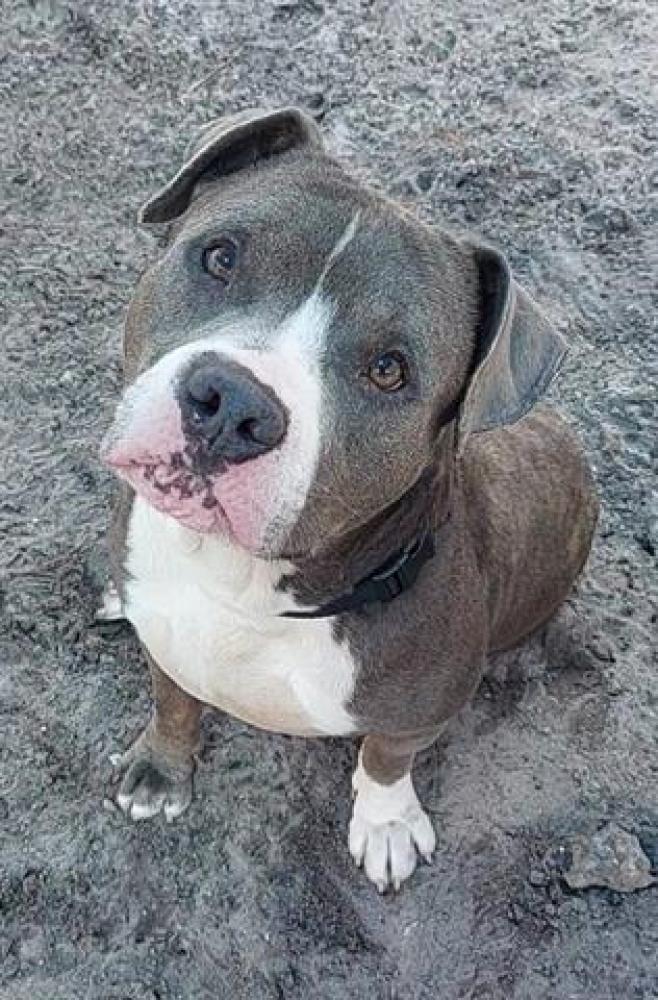Shelter Stray Male Dog last seen Near BLOCK NW 34 AV, LAUDERHILL FL 33311, Davie, FL 33312