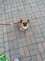 Lost Female Dog last seen East 67th St. And Langley Ave, Chicago, IL 60637